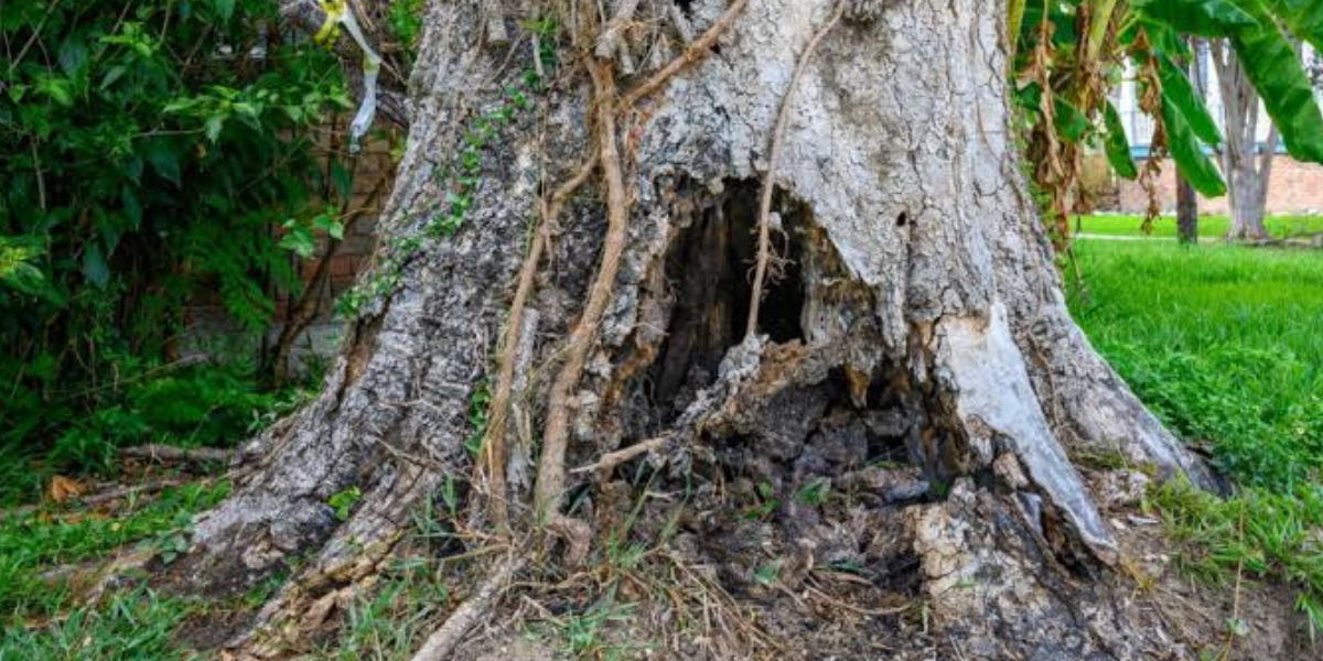 Arborist inspecting a dead tree with brittle branches and visible decay to assess potential hazards and determine whether removal is necessary | Is a Dead Tree Dangerous?